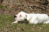 DOGUE ARGENTIN 515
